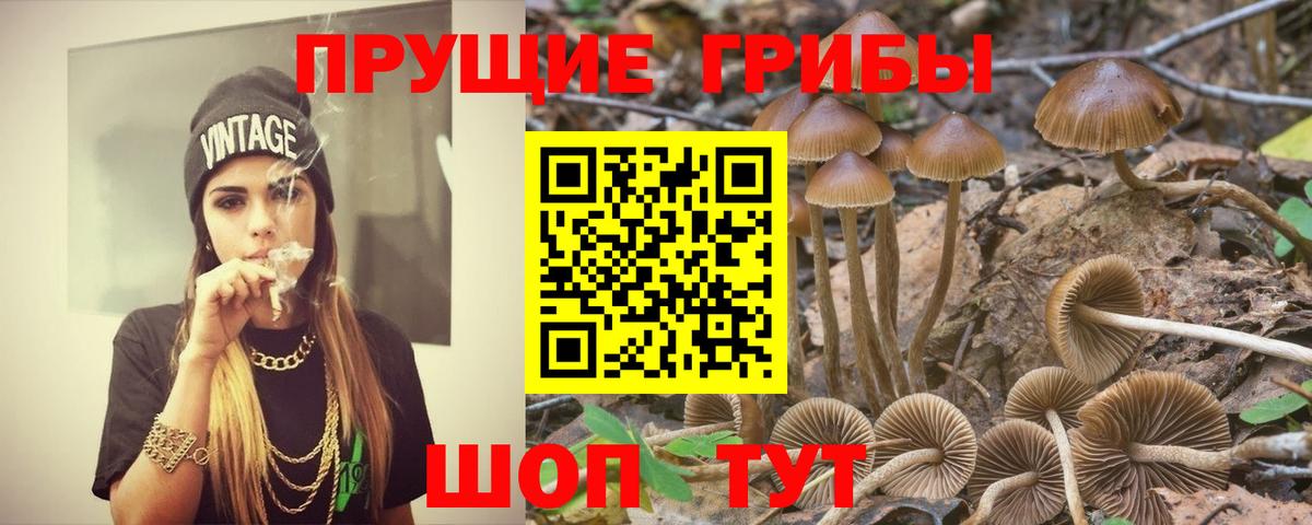 Псилоцибиновые грибы GOLDEN TEACHER Мурманск